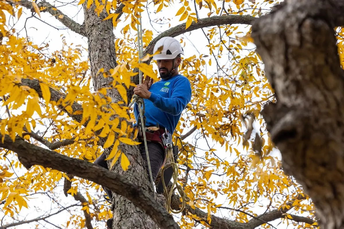 Skilled Tree Pruning crew working in Hopland
